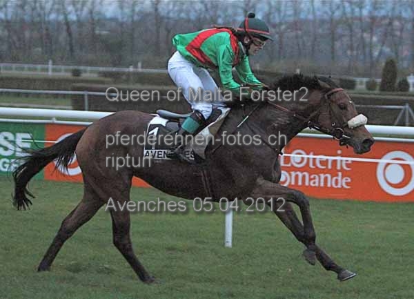 Queen of Malta Forster2 prot